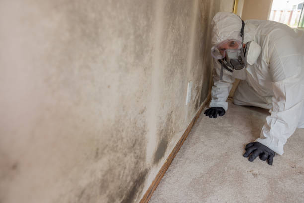 Best Forensic Mold Investigation  in Shackle Island, TN